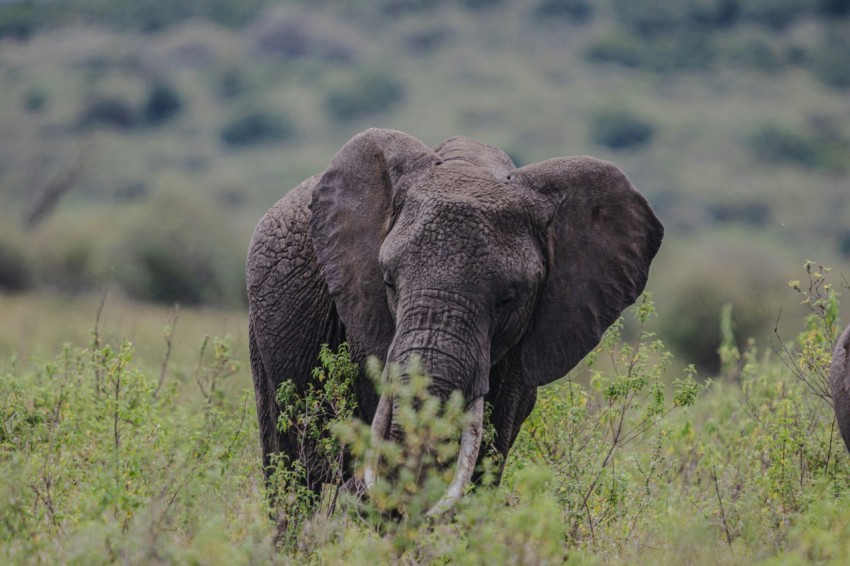 a large elephant walking through a lush green field