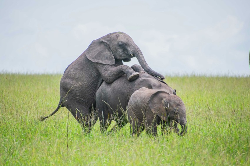 a baby elephant standing on top of an adult elephant F