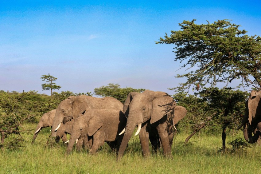 a herd of elephants walking across a lush green field