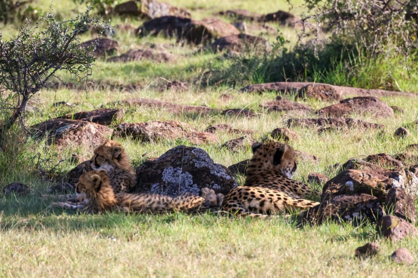 a couple of cheetah laying on top of a lush green field