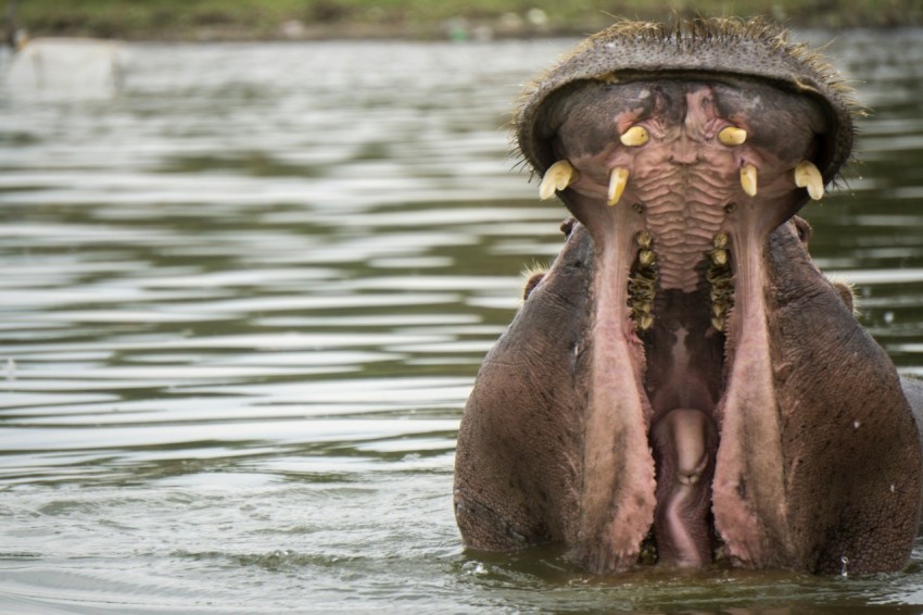 shallow focus photography of black hippopotamus 9aeVbHJ