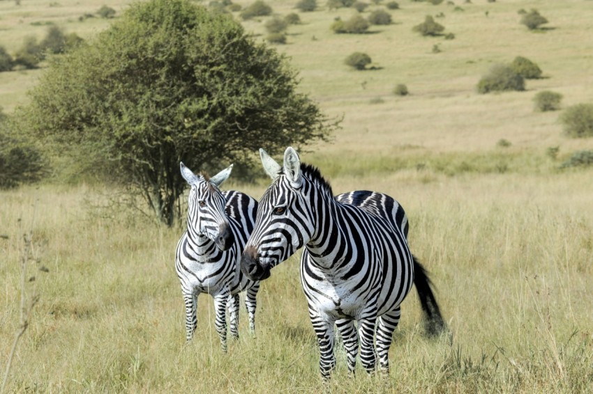 a couple of zebra standing on top of a grass covered field