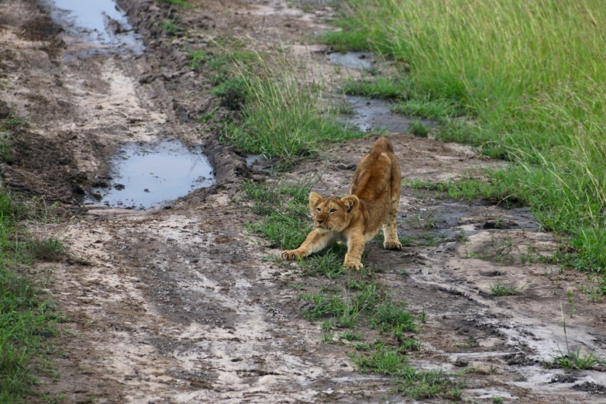 a cat walking across a muddy field next to a puddle of water