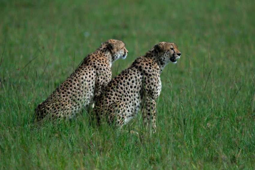 a couple of cheetah standing on top of a lush green field