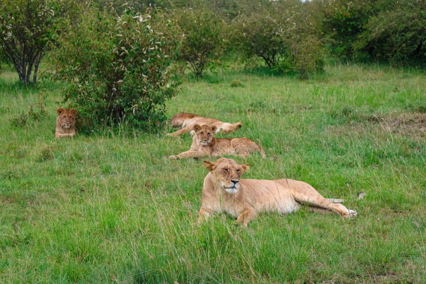 a group of lions laying on top of a lush green field