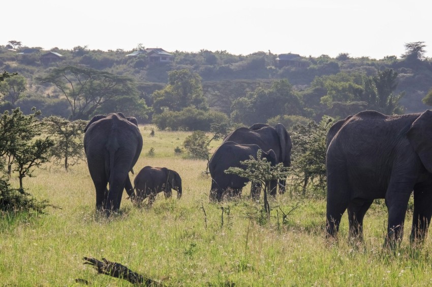 a herd of elephants walking across a lush green field