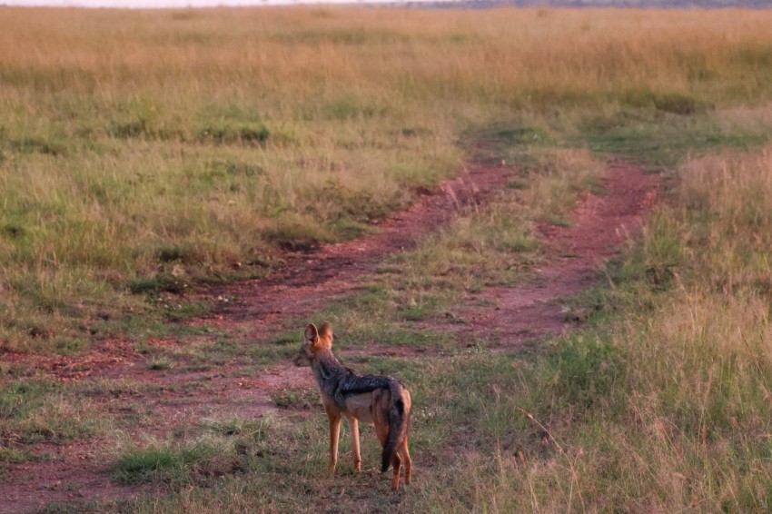 a small animal standing on top of a grass covered field