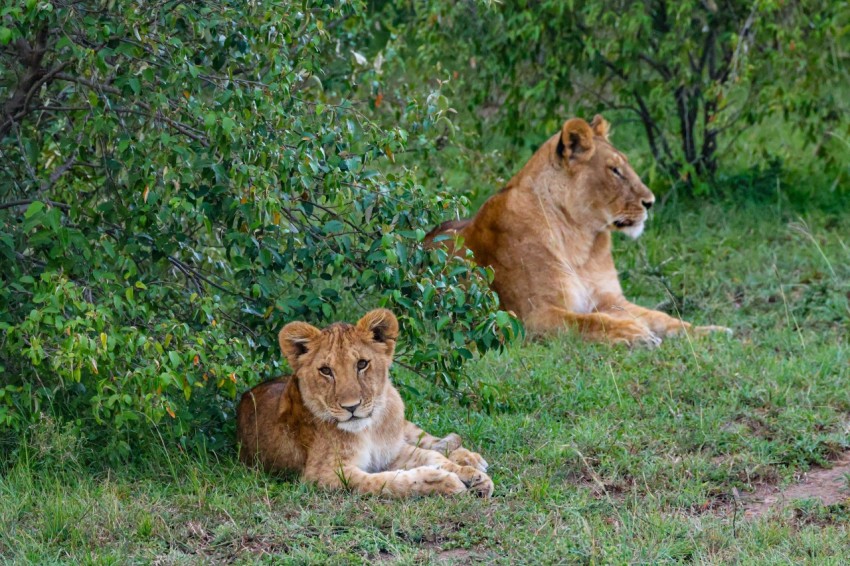 a couple of lions sitting on top of a lush green field