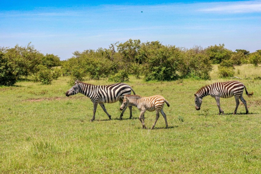 a group of zebras walking across a grass covered field XRPS5pU