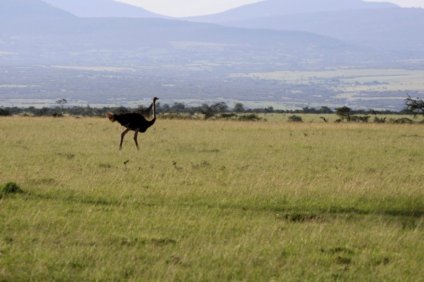 an ostrich running through a field with mountains in the background