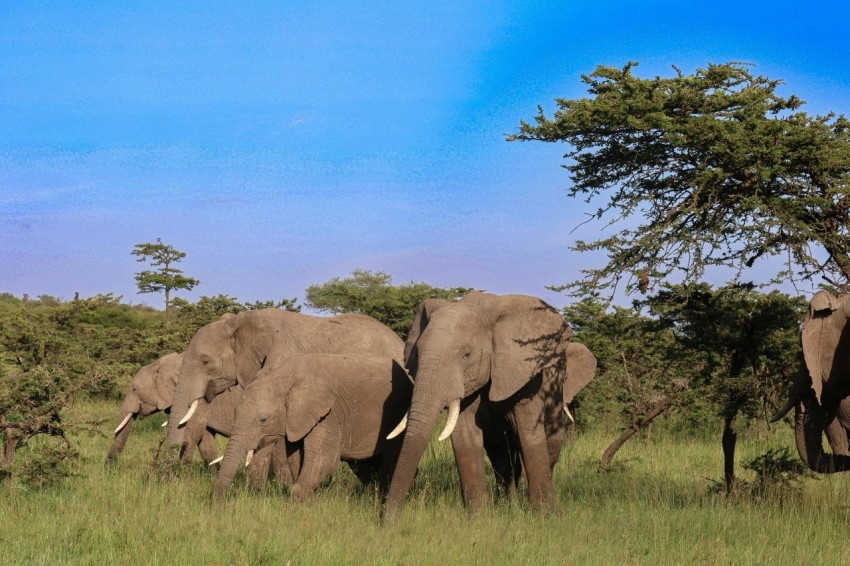 a herd of elephants walking across a lush green field c75Hei