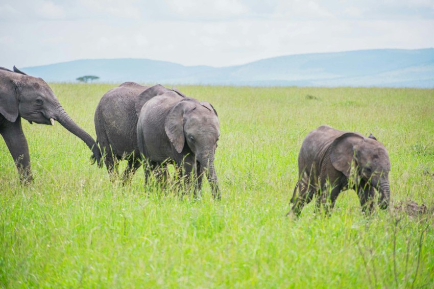 a herd of elephants walking across a lush green field