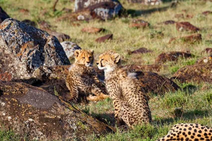 two cheetah cubs sitting on the ground next to large rocks