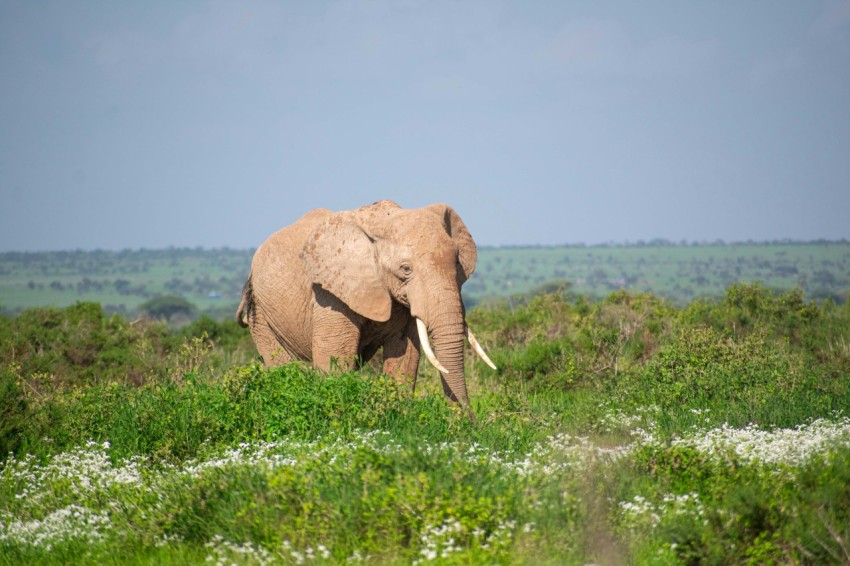 a large elephant walking through a lush green field ND3F5dN