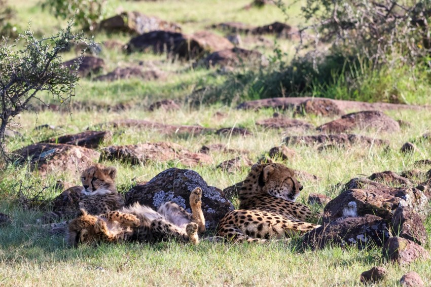 a herd of cheetah laying on top of a grass covered field