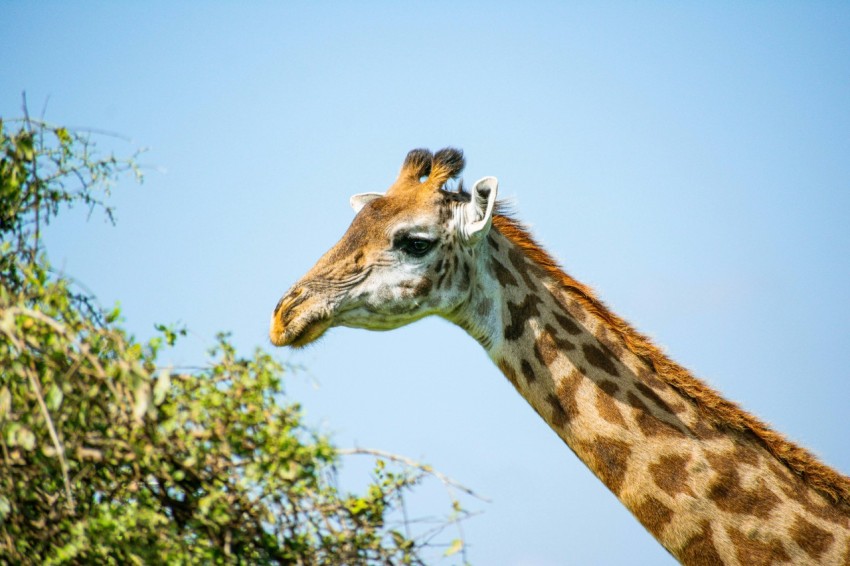 a close up of a giraffes head with trees in the background