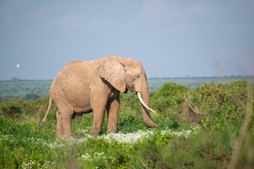 an elephant is standing in a field of grass ALbkdsYK