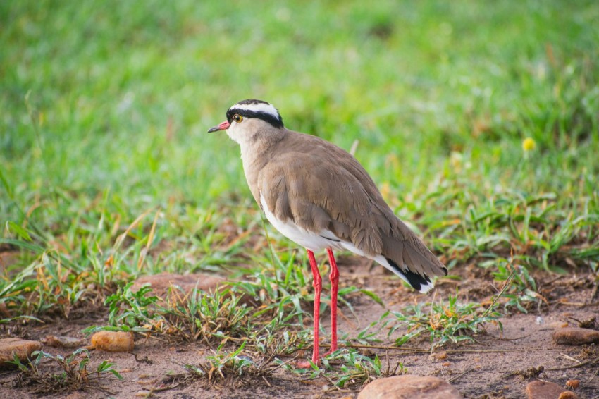 a bird standing on a patch of dirt in the grass 1ziQl