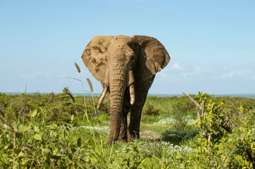 an elephant standing in the middle of a lush green field SnHPuvy