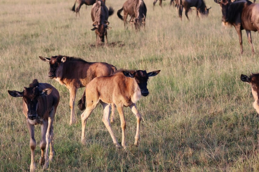 a herd of cattle standing on top of a grass covered field