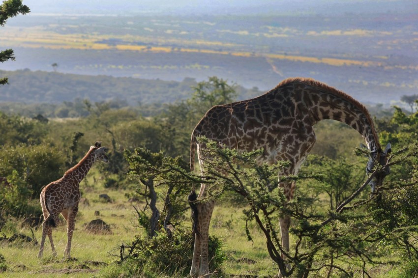 a couple of giraffe standing on top of a lush green field