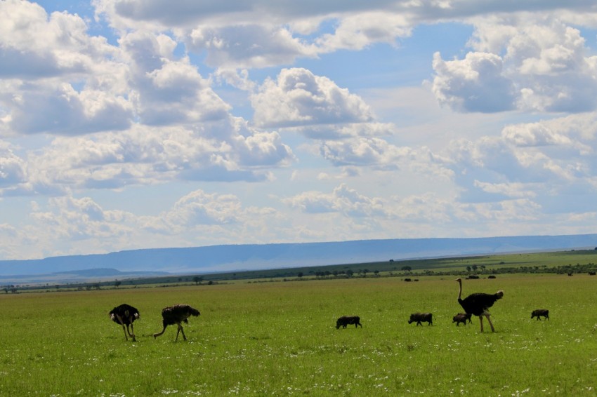 a herd of ostriches walking across a lush green field Qrfr2qX