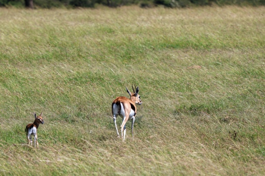 a couple of deer standing on top of a grass covered field