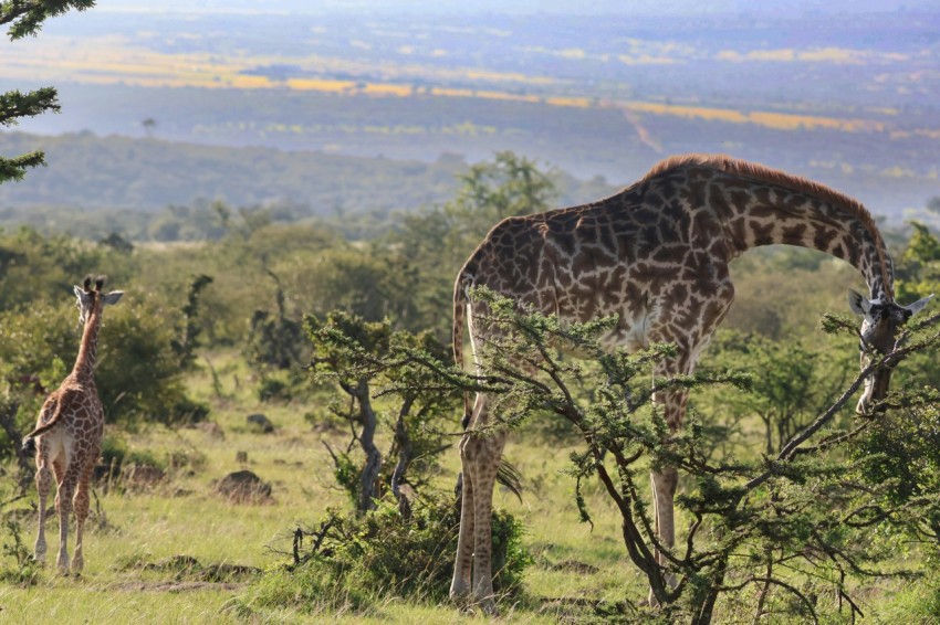 a couple of giraffe standing on top of a lush green field