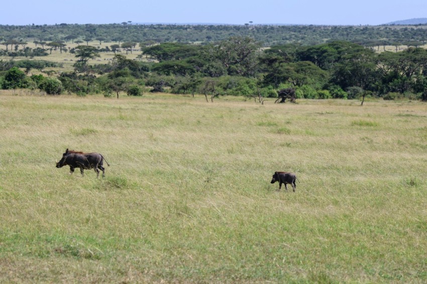 a herd of animals walking across a grass covered field