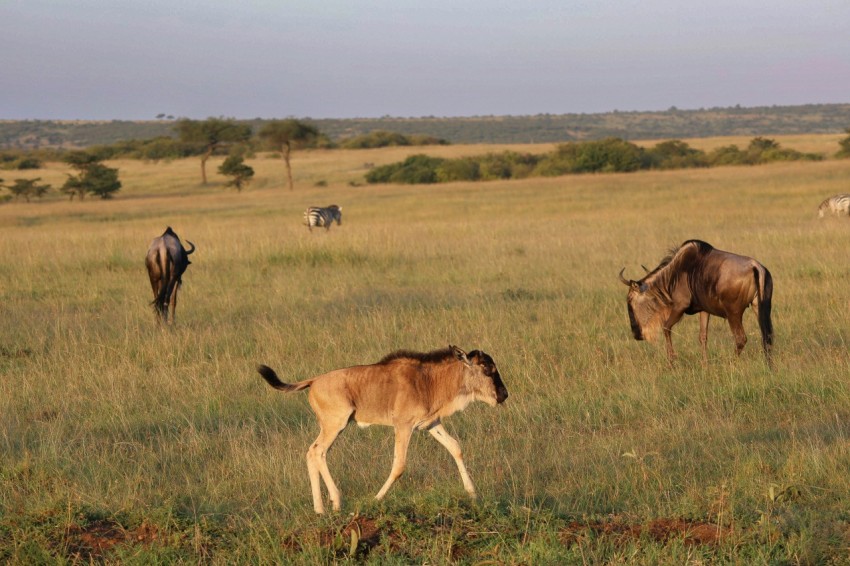 a herd of wild animals grazing on a lush green field