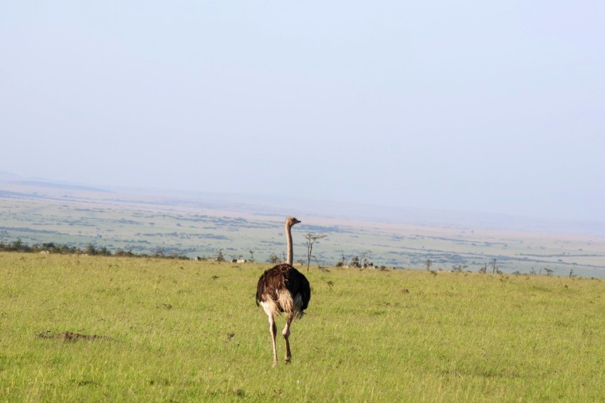 an ostrich is walking through a grassy field QXzKrnGYw