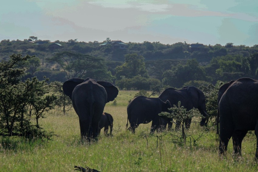 a herd of elephants walking across a lush green field