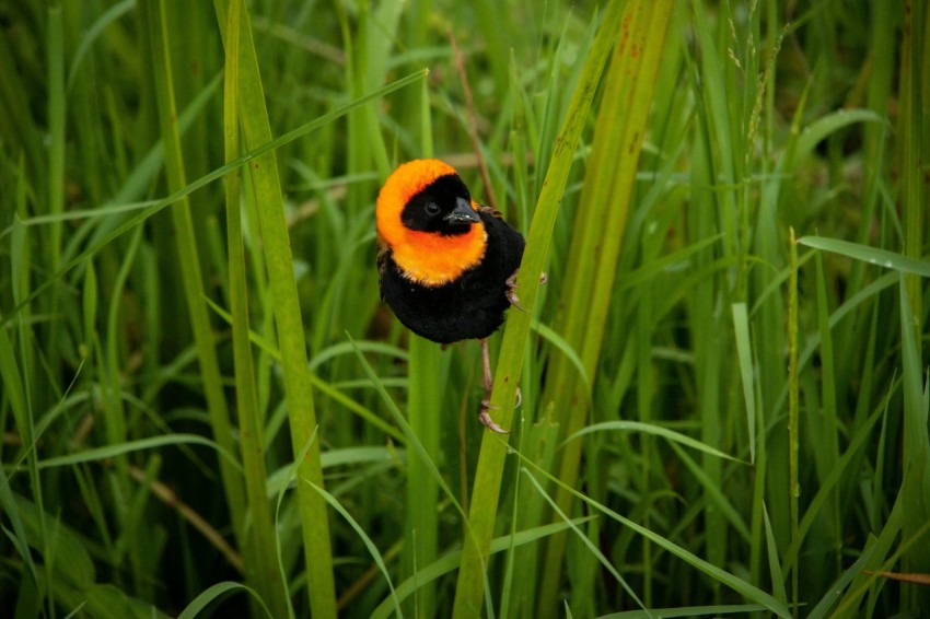 a black and orange bird sitting on top of a green plant