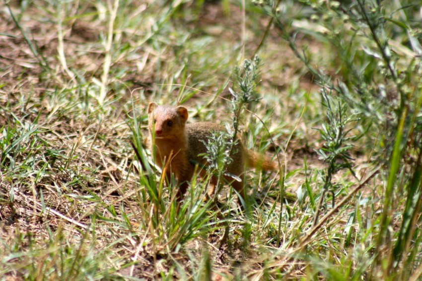 a small animal standing on top of a grass covered field