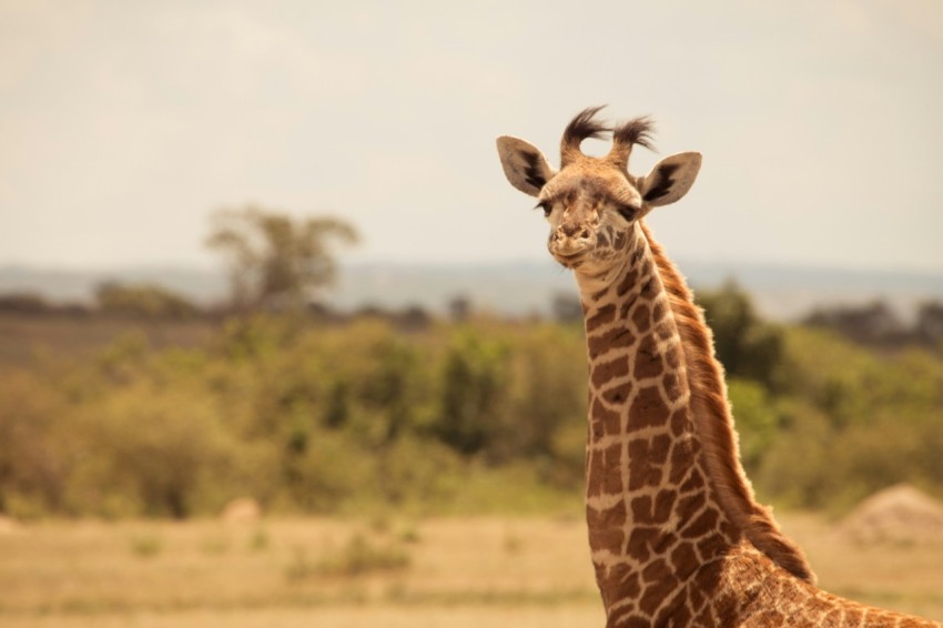 giraffe standing on brown grass field during daytime