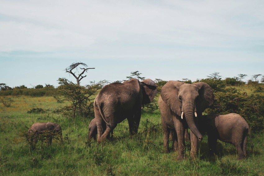 a herd of elephants standing on top of a lush green field