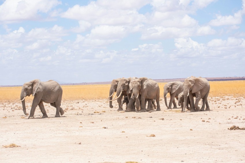 a herd of elephants walking across a dry grass field