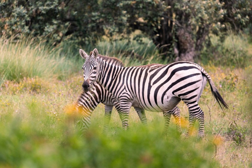 a couple of zebra standing on top of a lush green field