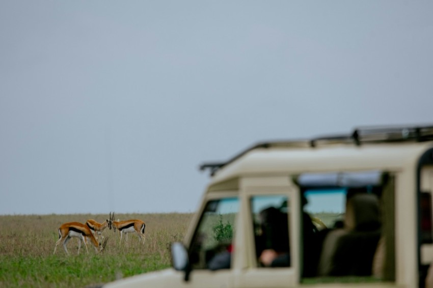 a couple of gazelle walking across a grass covered field