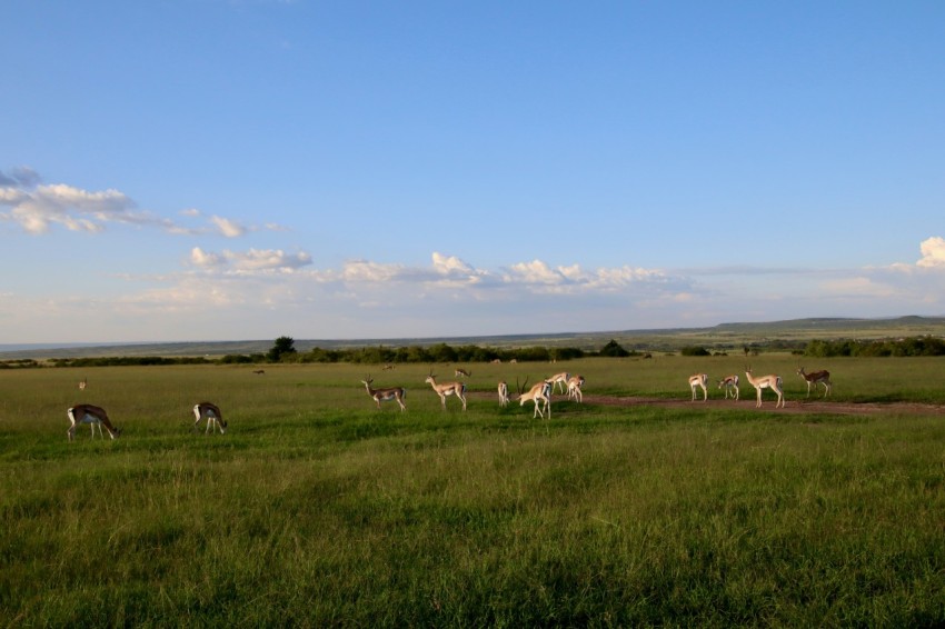 herd of sheep on green grass field under blue sky during daytime