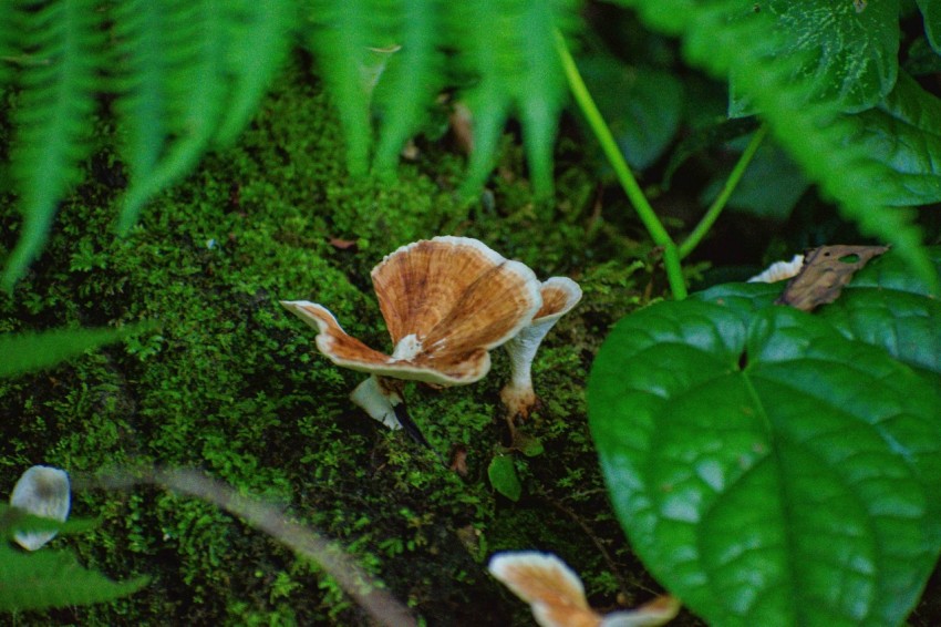 a group of mushrooms sitting on top of a lush green forest