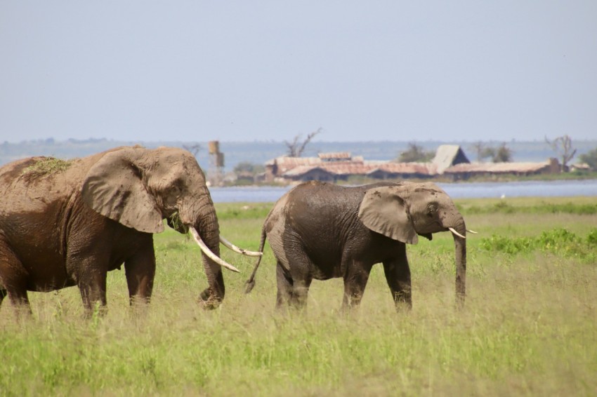 elephant walking on green grass field during daytime