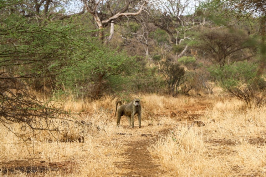 a dog standing on a dirt road in the middle of a forest