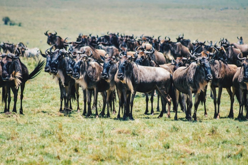 a herd of wildebeest standing on top of a lush green field P