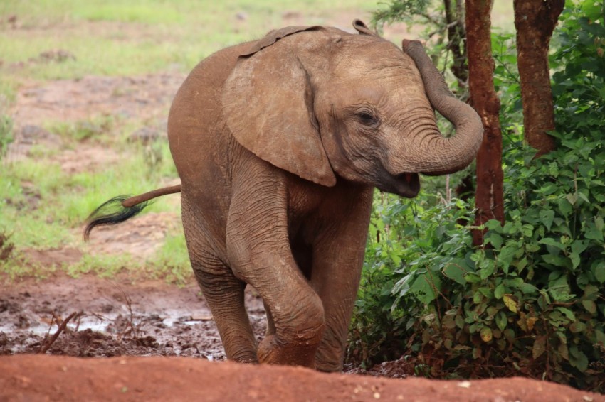 brown elephant walking on dirt ground during daytime