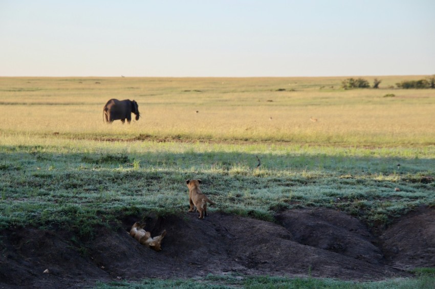 brown and black animals on green grass field during daytime