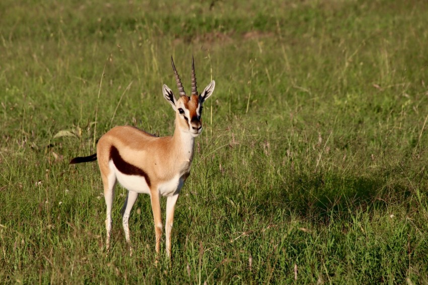 brown and white deer on green grass field during daytime f1rj4YnRi