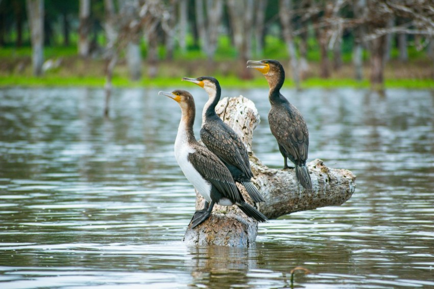 a group of birds sitting on top of a log in the water