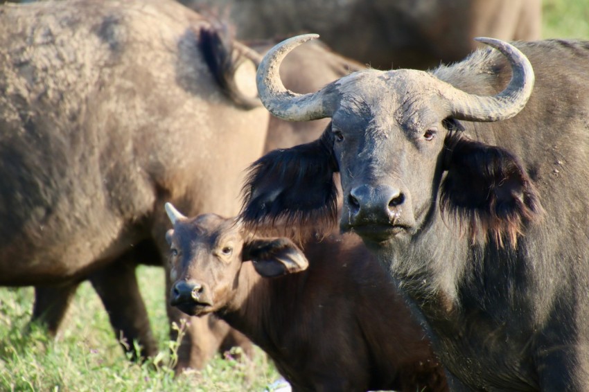 herd of water buffalo on green grass field during daytime im5Zncr7C