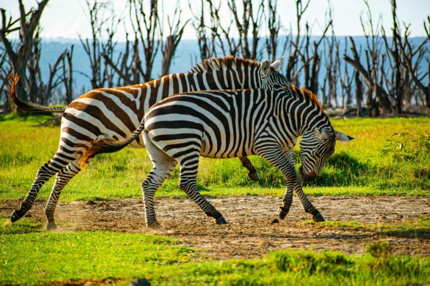 a couple of zebra standing on top of a lush green field